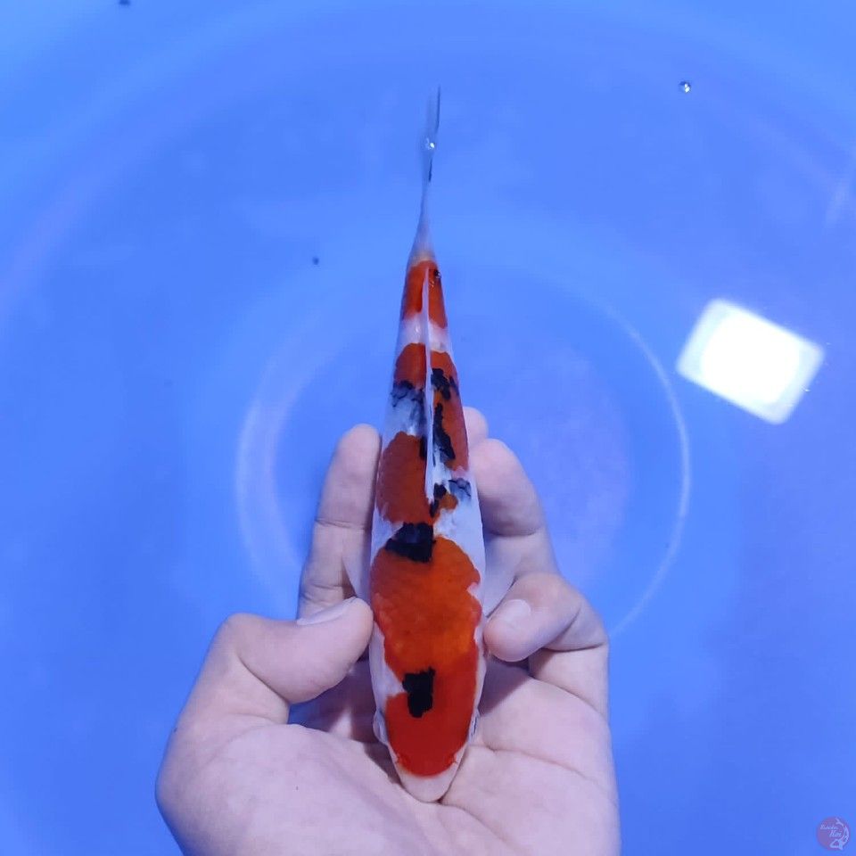 SANKE SUPER QULAITY 20CM MALE