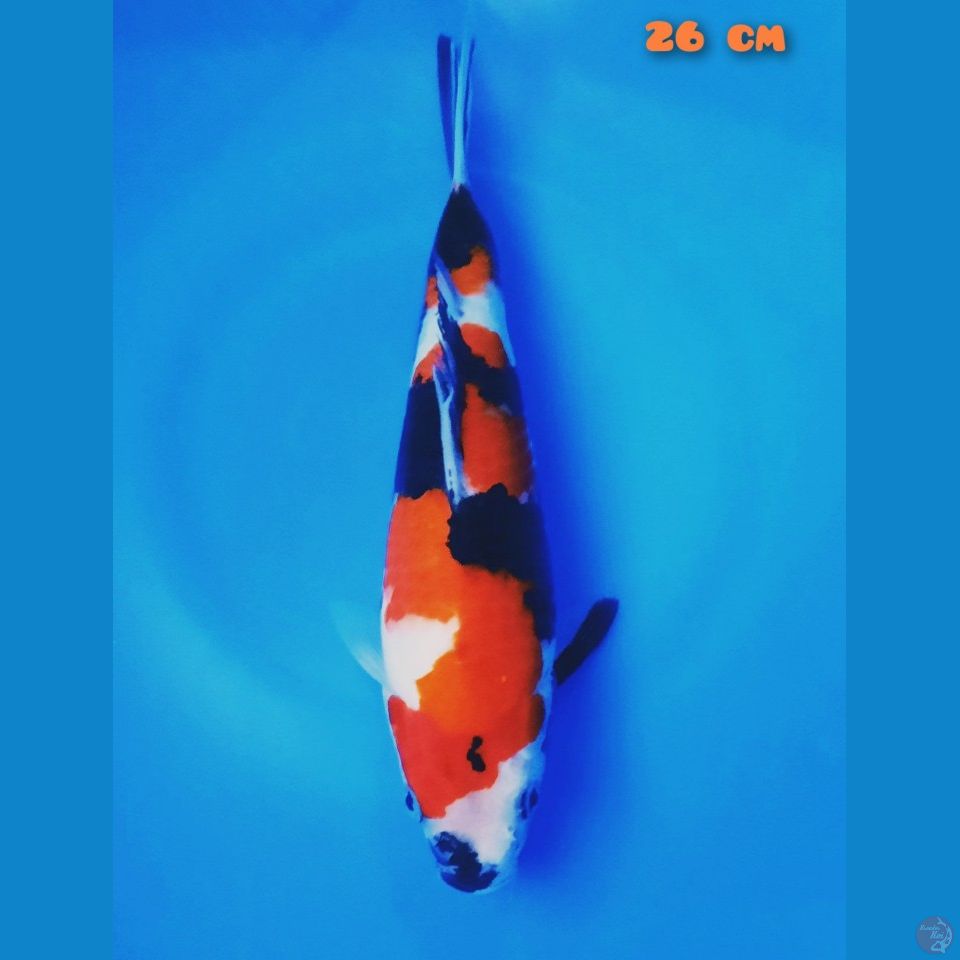 showa sanshoku