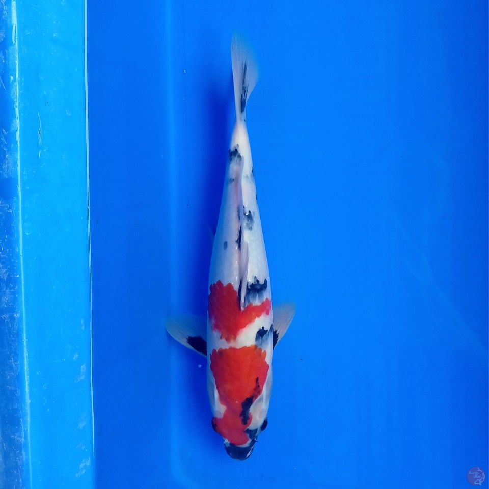 SHOWA TATEGOI 30CM