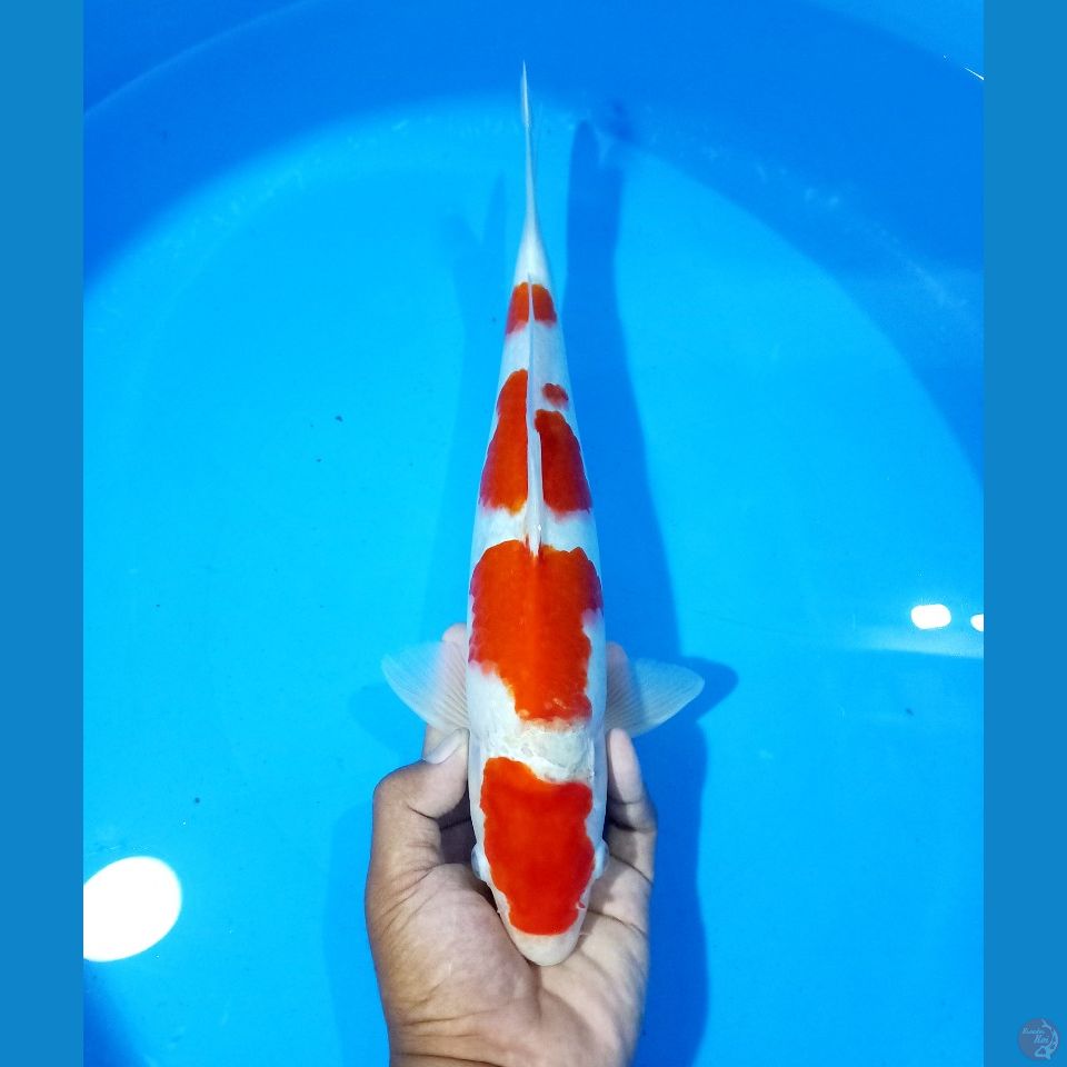 Kohaku Male 34cm