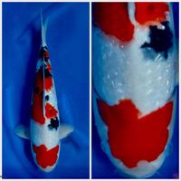 Super Sanke Gingrin F1 sakai Ikan tidak cacat size 40 cm male 