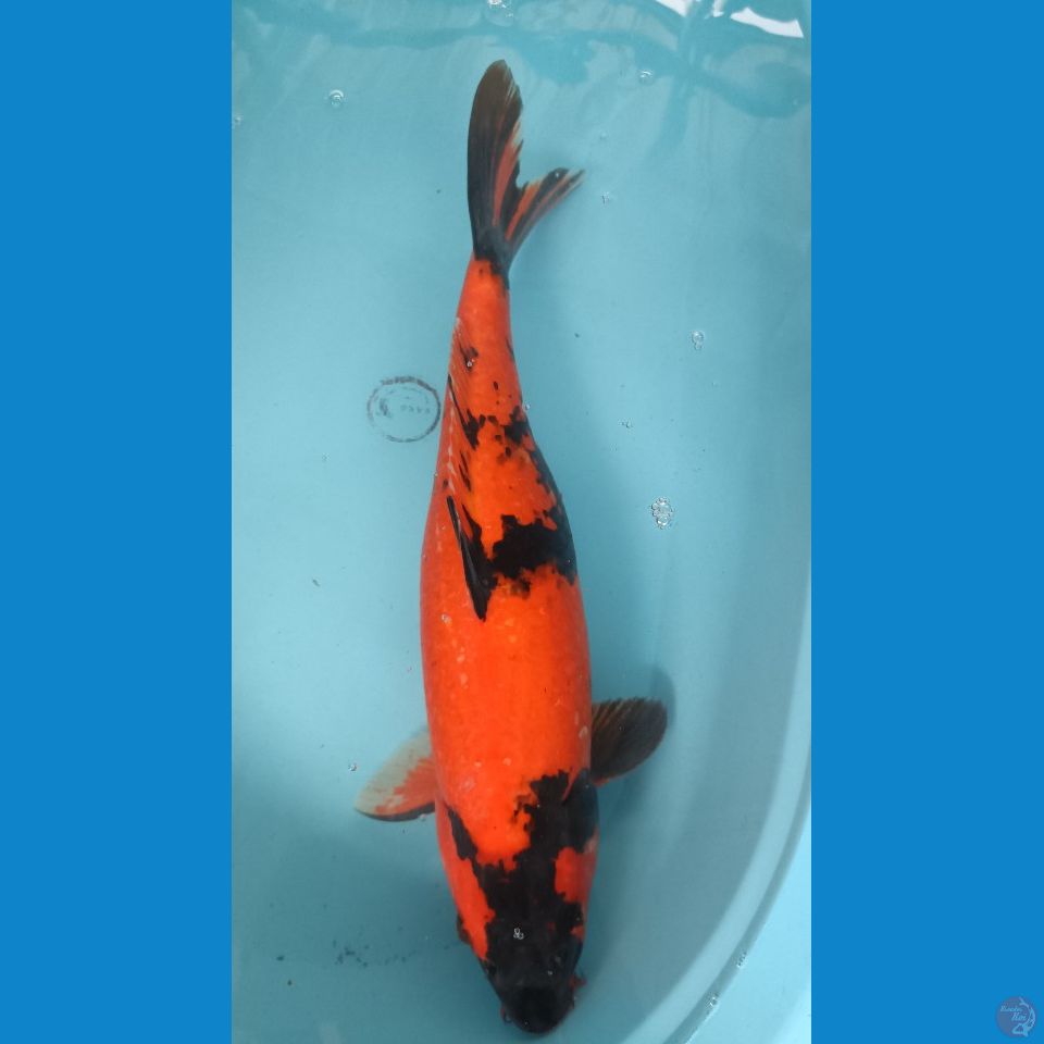 48 cm utsuri
