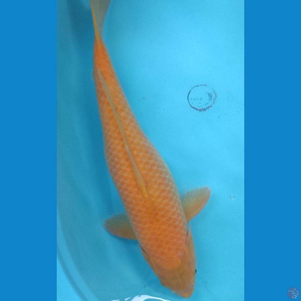 54 cm Karasi