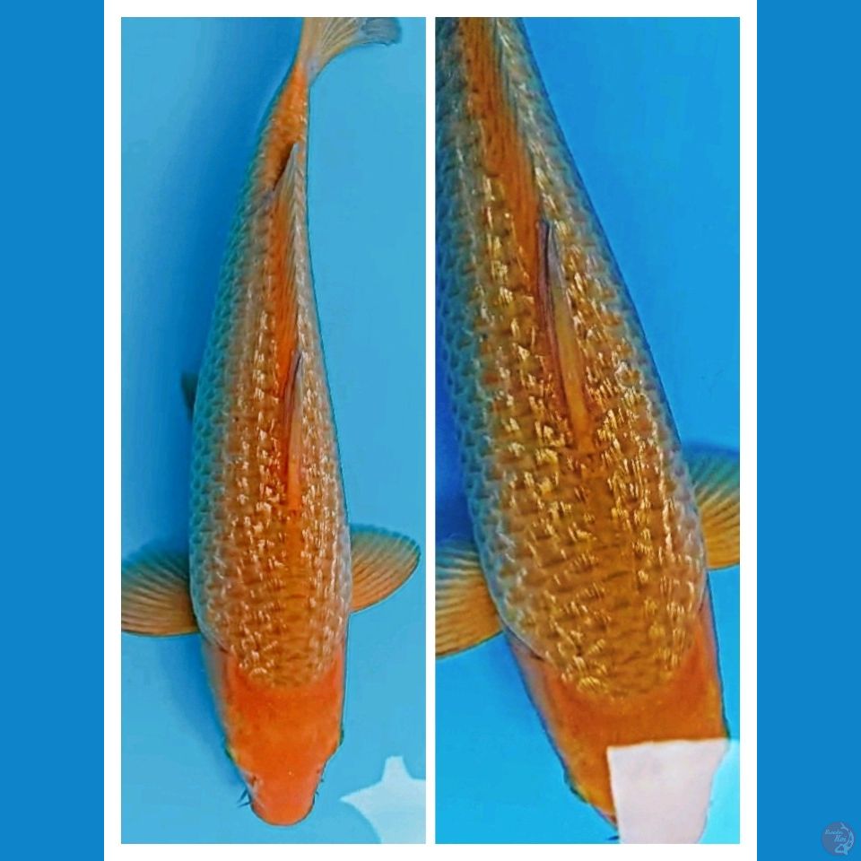 CARAMEL GINRIN 46CM MALE BODY JOS