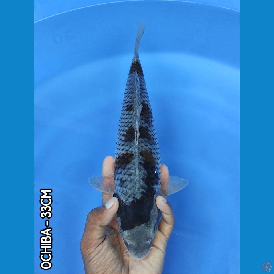 OCHIBA 33CM