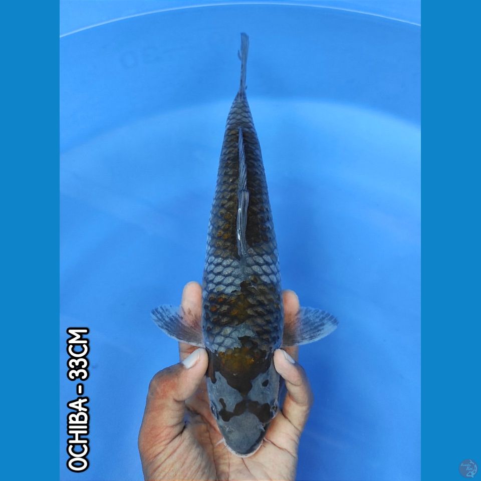 OCHIBA 33CM