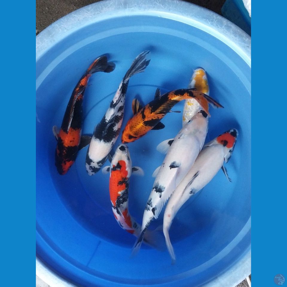 MIX