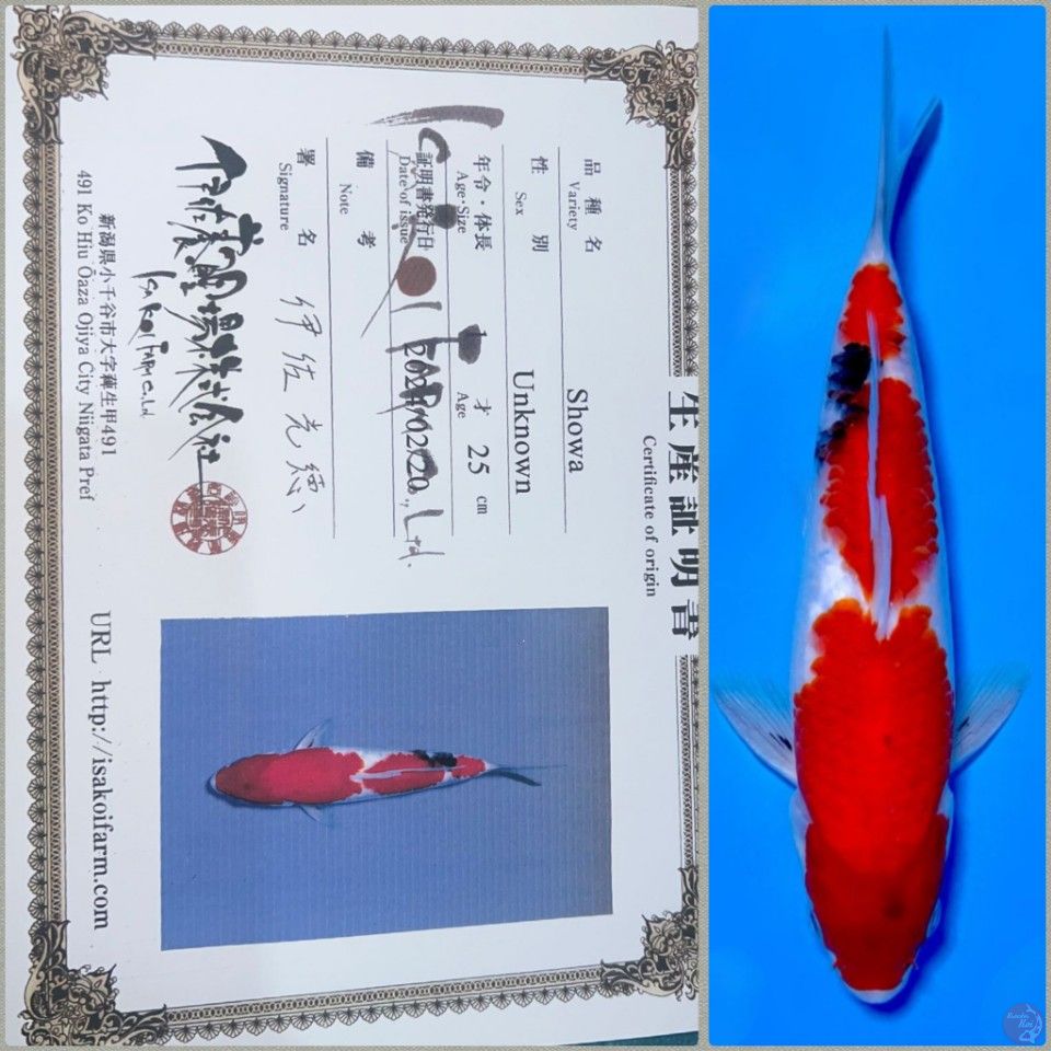 Showa Import Isa 25cm