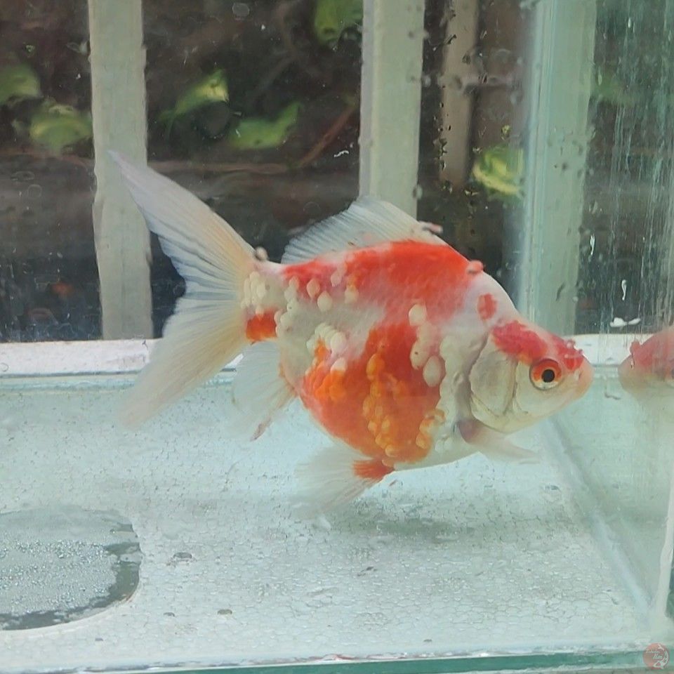 13CM Tamasaba Juos