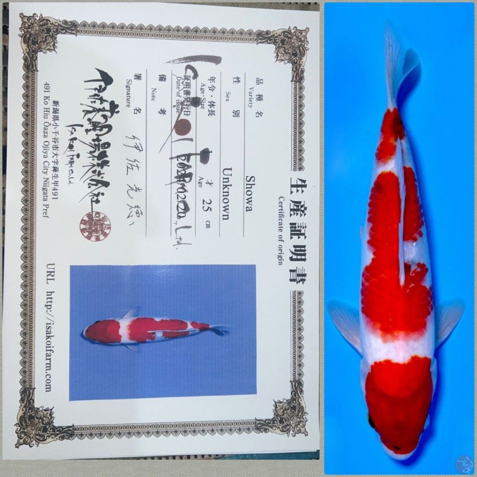 Showa Import Isa 29cm