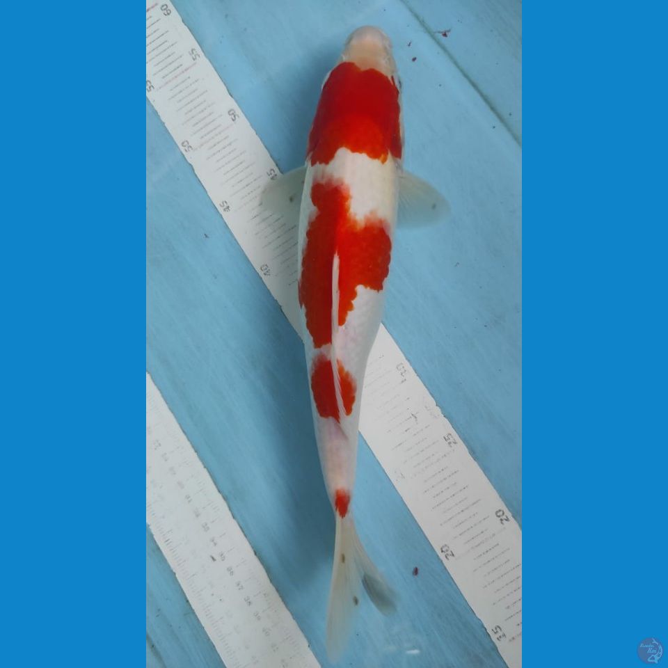 kohaku 35cm