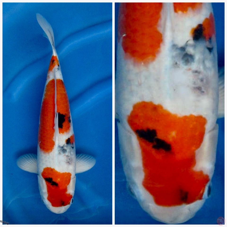 Super Showa Tategoi jumbo F1 sakai 43cm