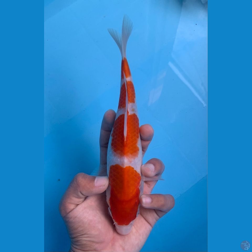 kohaku step 4 24cm