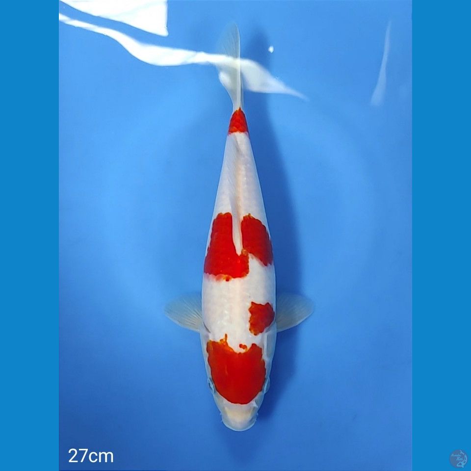 kohaku 27cm