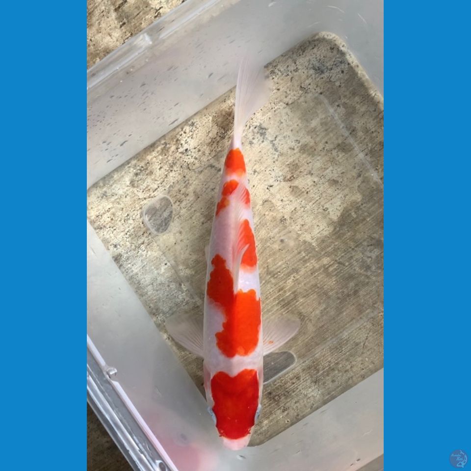 Kohaku HQ 19cm strong