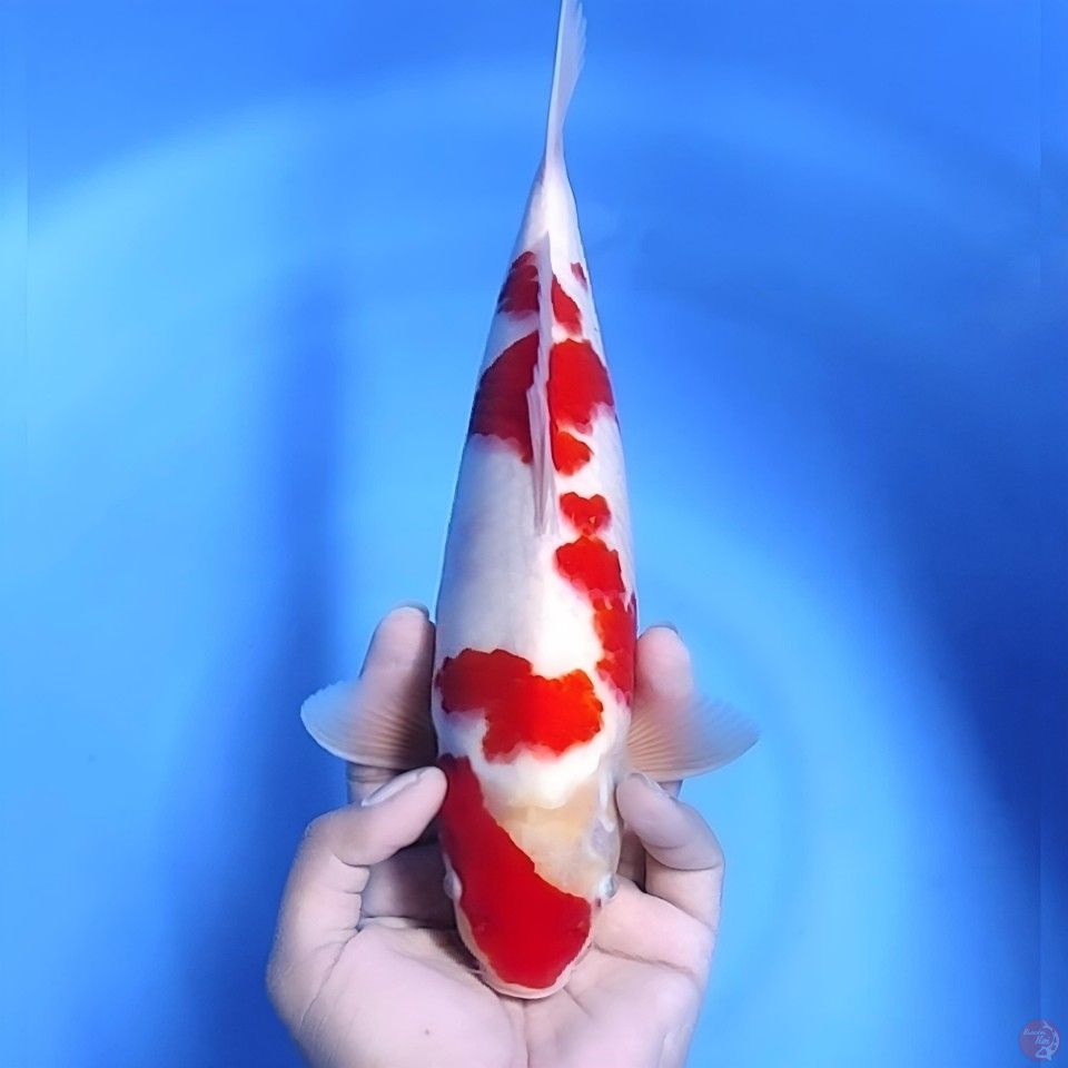 kohaku # 32cm - Male