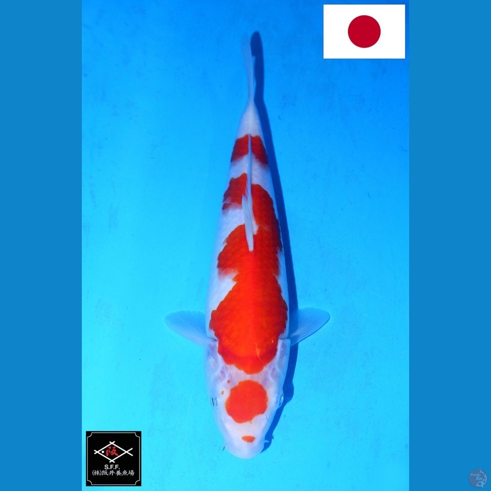 SAKAI MARUTEN KOHAKU SQ 28CM