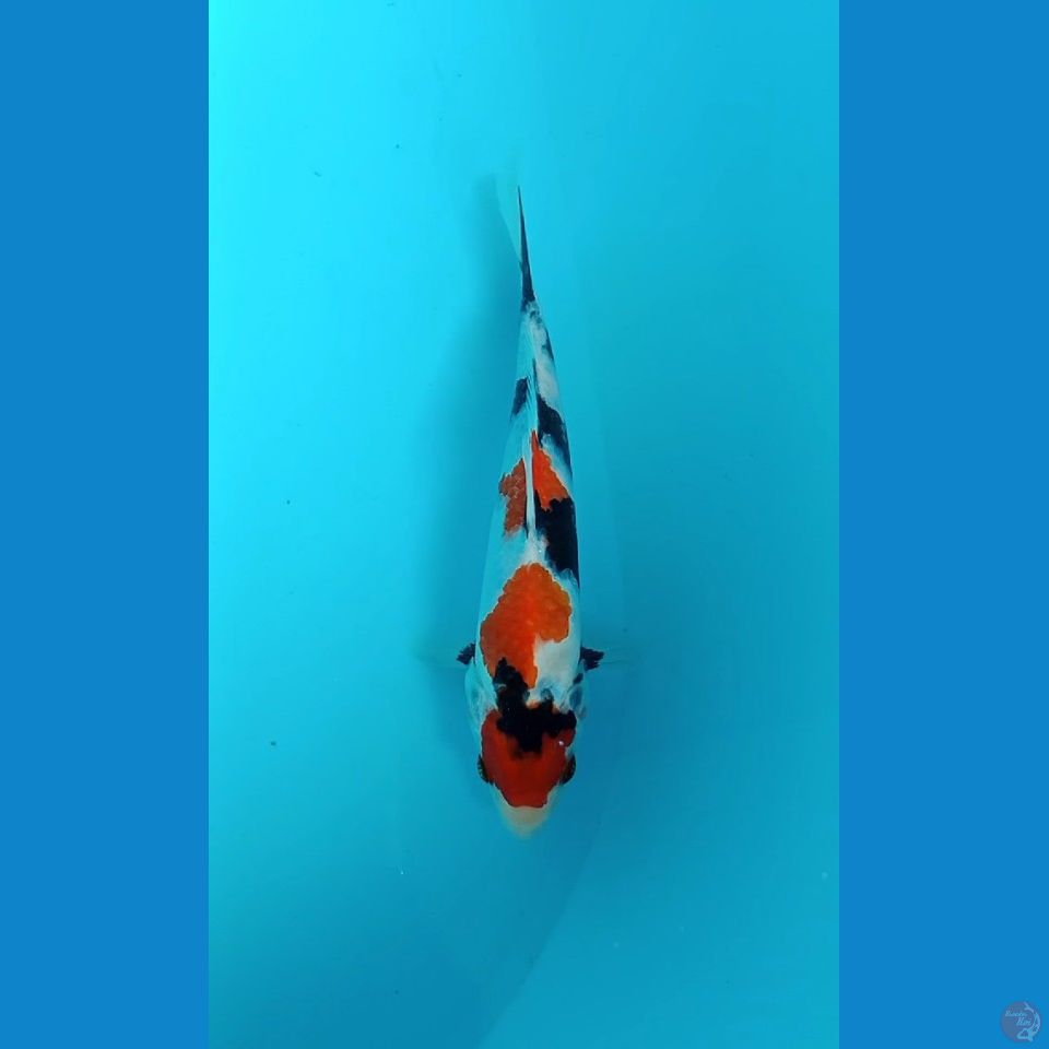 SHOWA ~ 20CM
