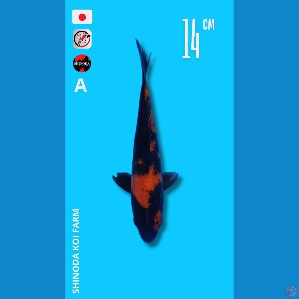 Utsuri import Shinoda Sertifikat 14cm