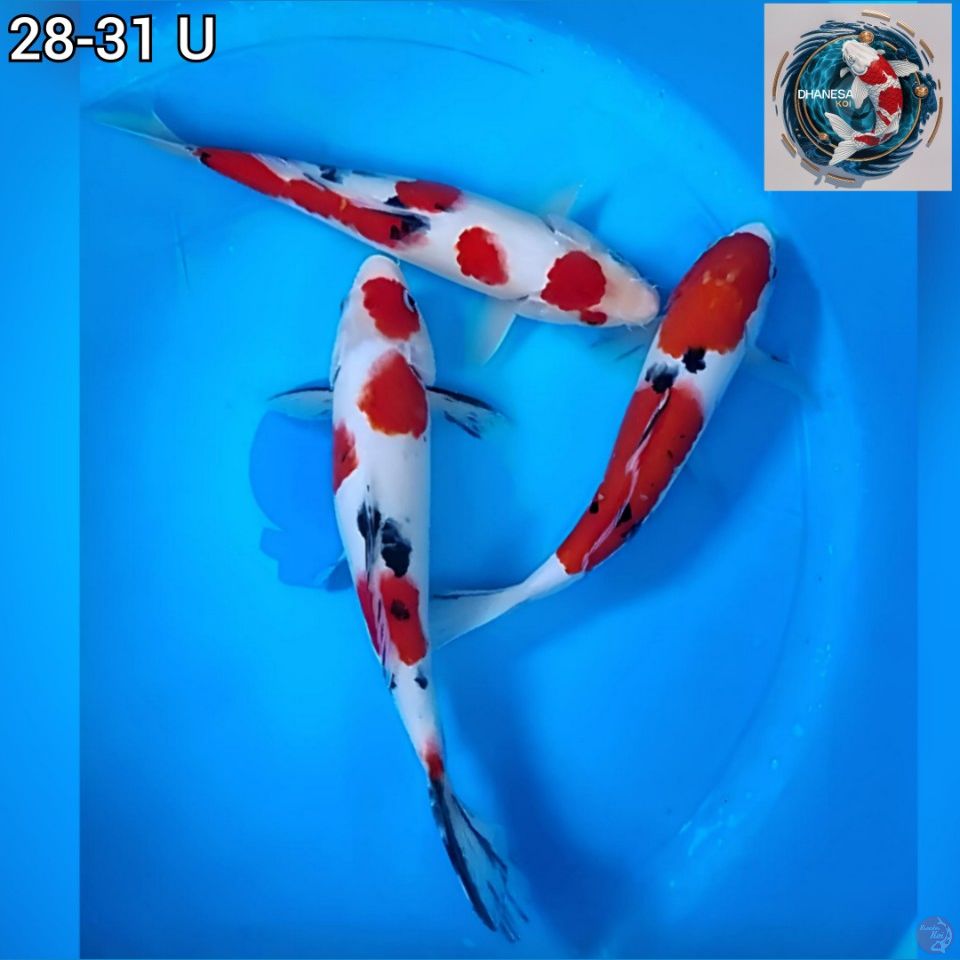 Paket Sanke Original 3 Ekor 28-31cm