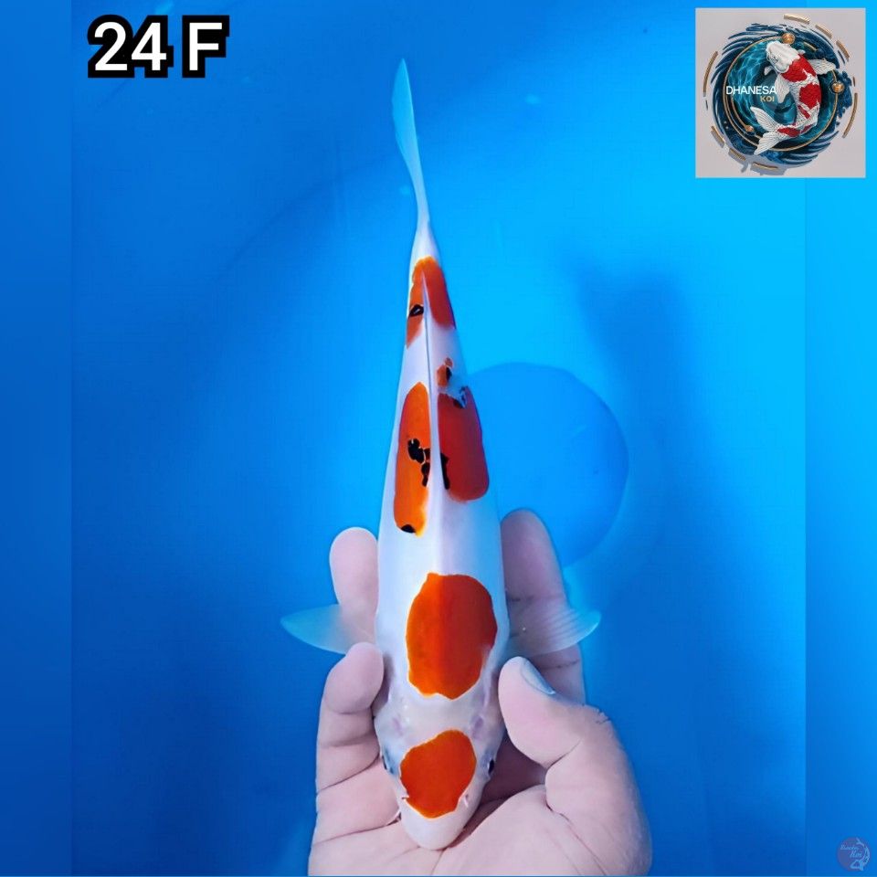 Doitsu 4 Step Original 24cm Betina