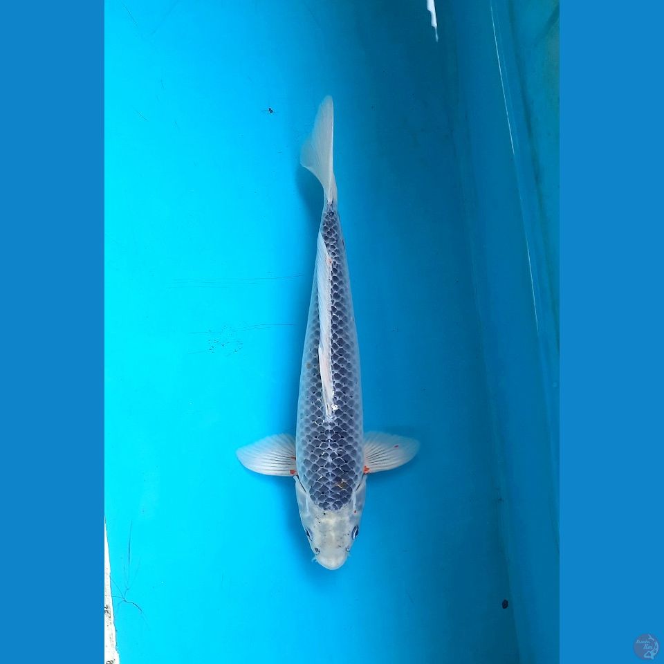 Asagi 40cm Male