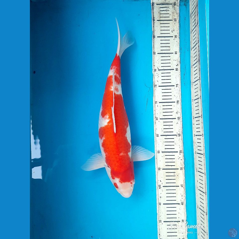 Kohaku 49cm Female