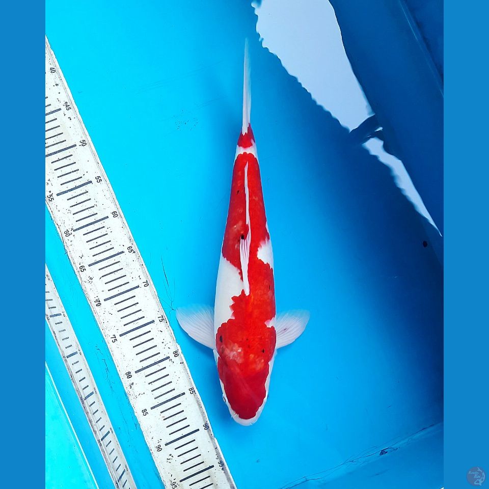 Kohaku 46cm Male