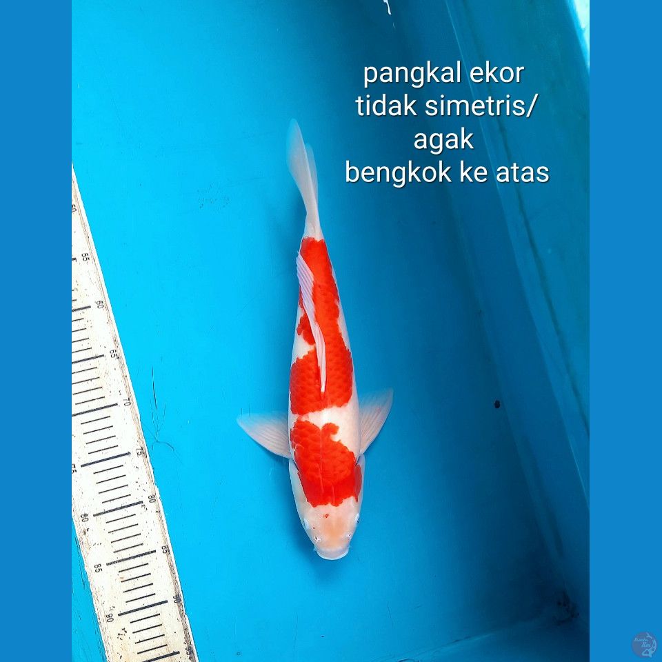 Kohaku 41cm Male