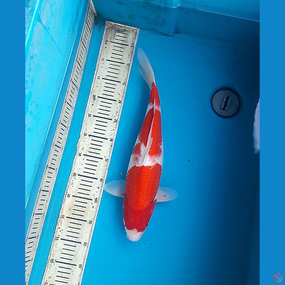 Kohaku 45cm Female