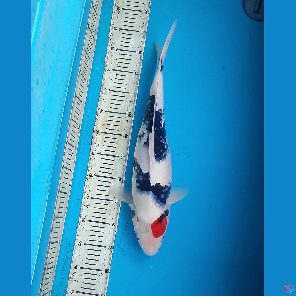 Shiro 49cm Female