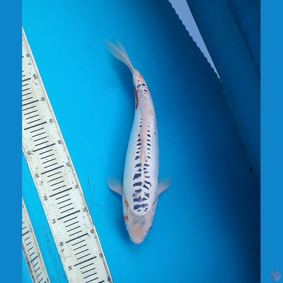 Shusui 43cm Male