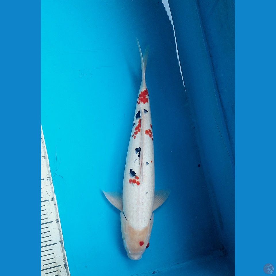 Sanke 50cm Male