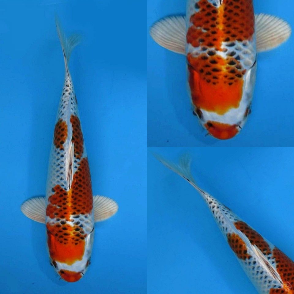 Kujaku kualitas bagus 32cm