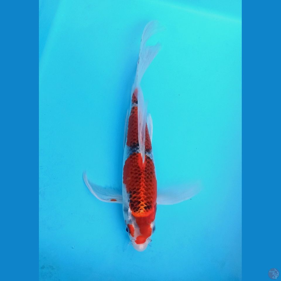 KUMPAY GOSHIKI SANDAN 28+CM