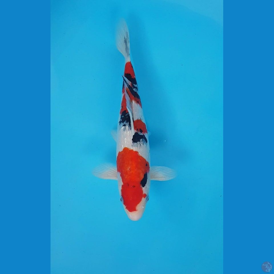 HQ SANKE GINRIN 35cm