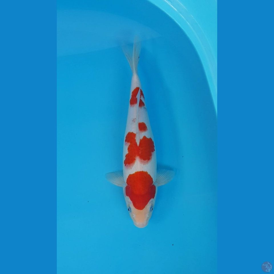 HQ KOHAKU BAKAT JUMBO