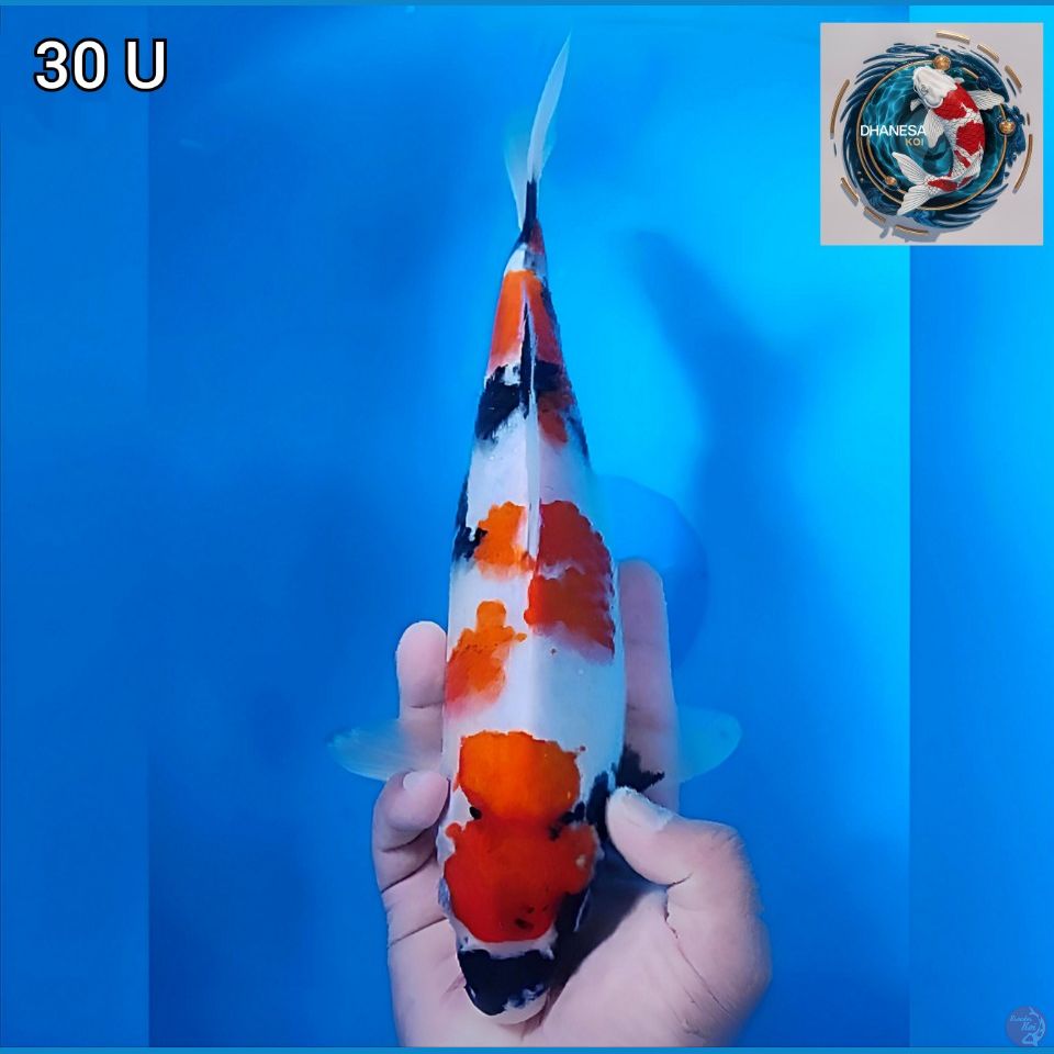 Kindai Showa Step Original 30cm Uncheck
