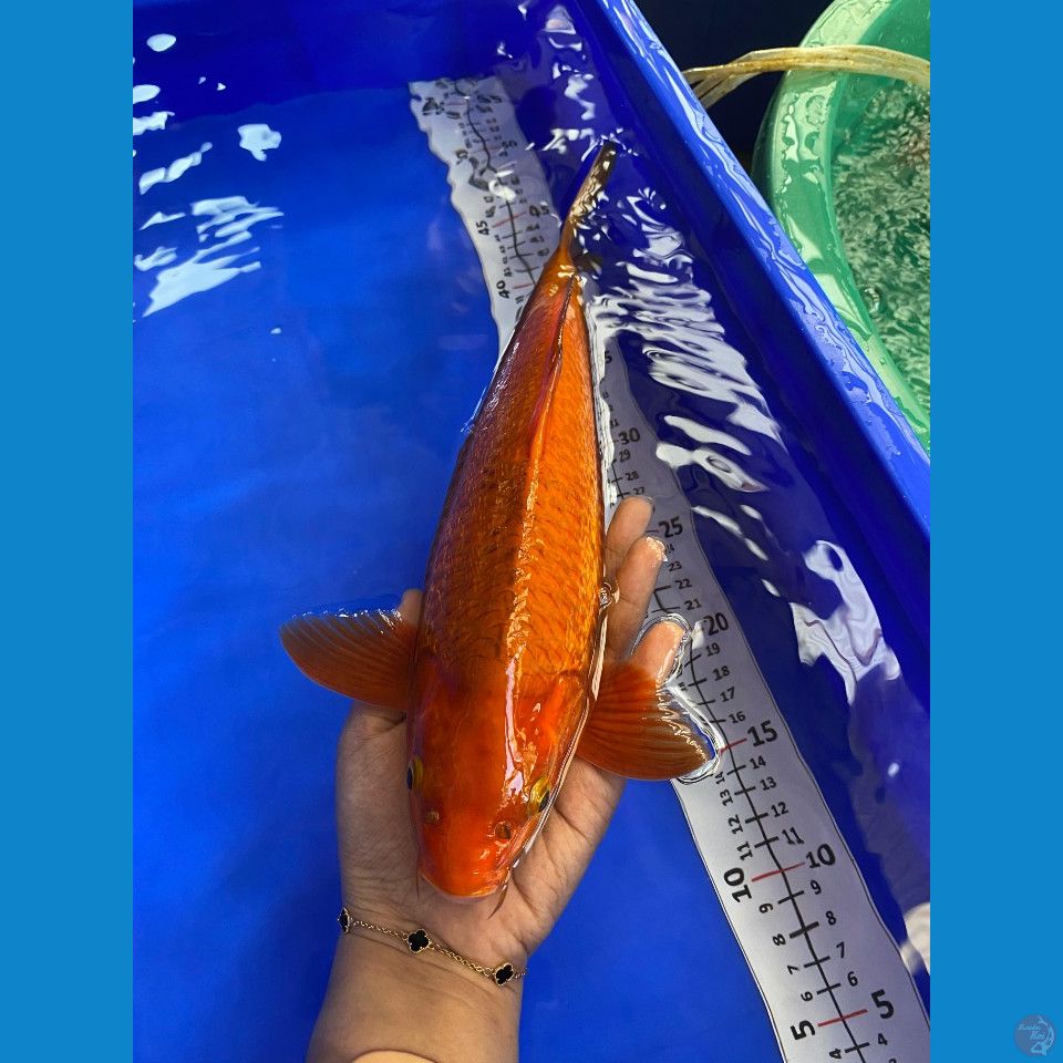 32cm