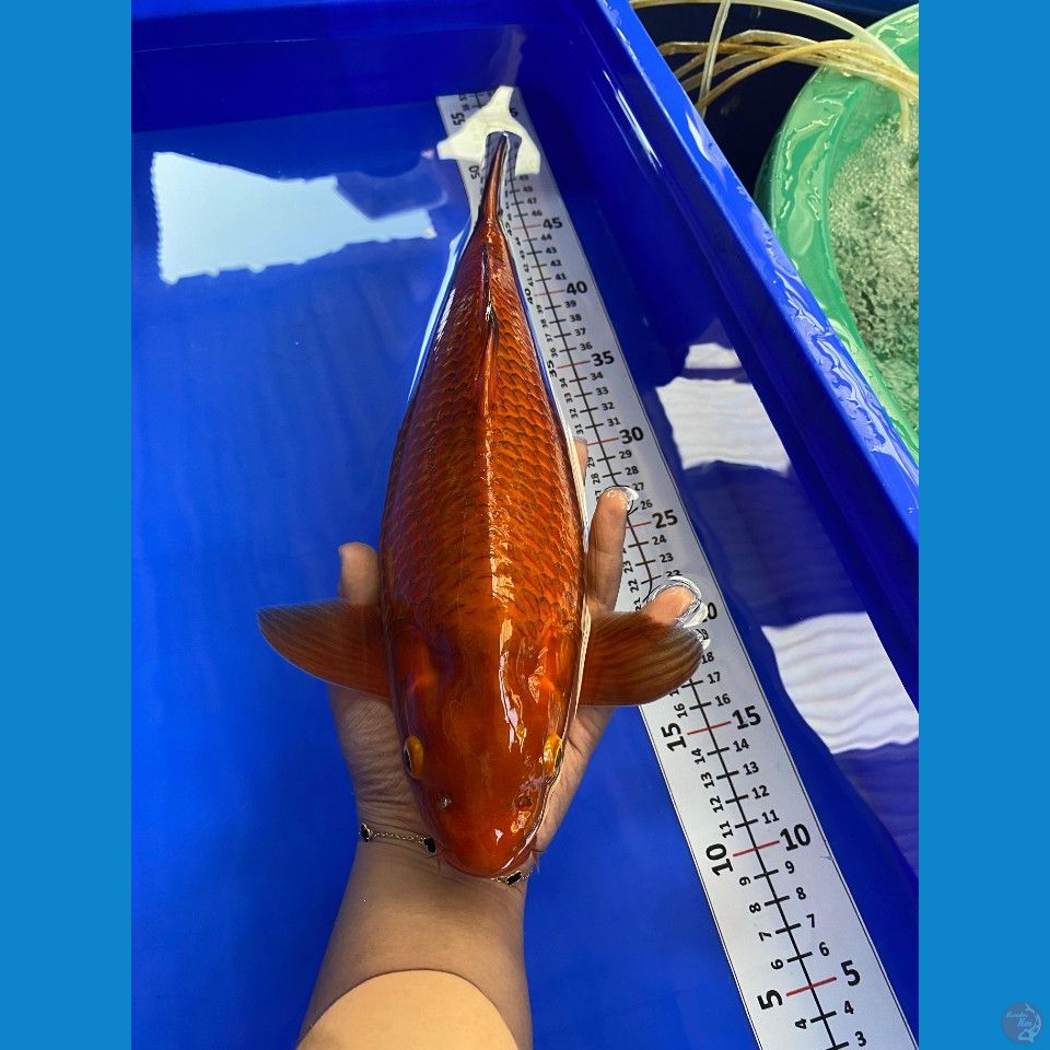35cm