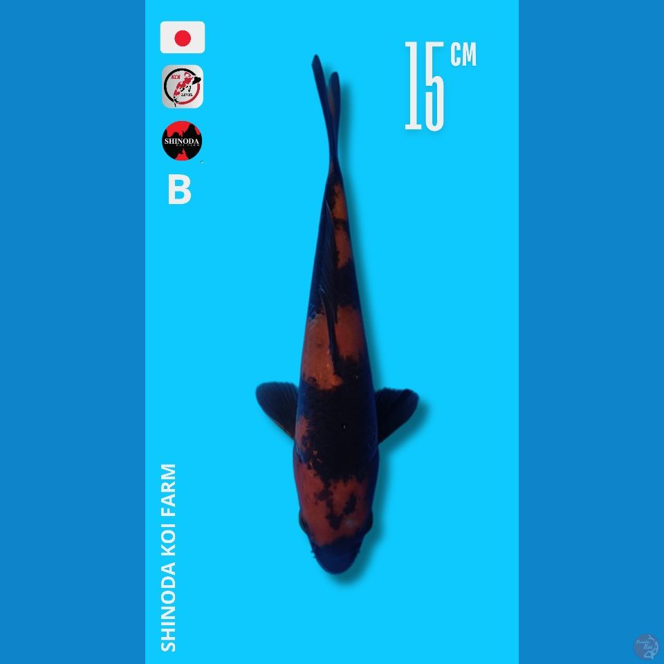 Utsuri import Shinoda sertifikat 15cm