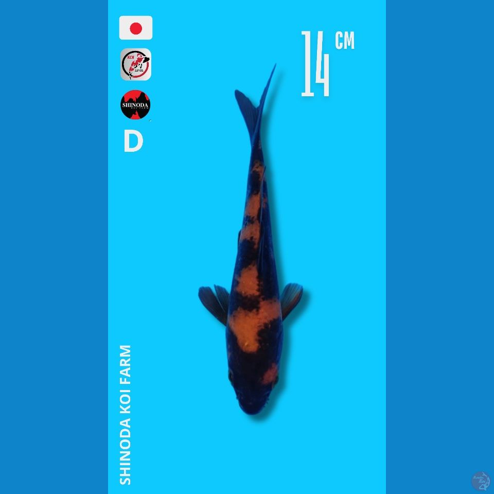 Utsuri Import shinoda sertifikat 14cm