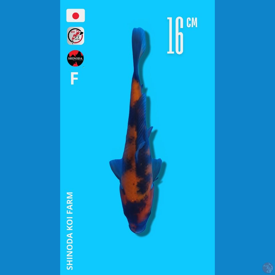 Utsuri Import shinoda sertifikat 16cm