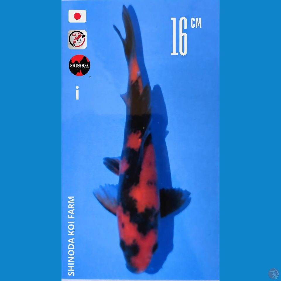 Utsuri Import Shinoda Sertifikat 16cm