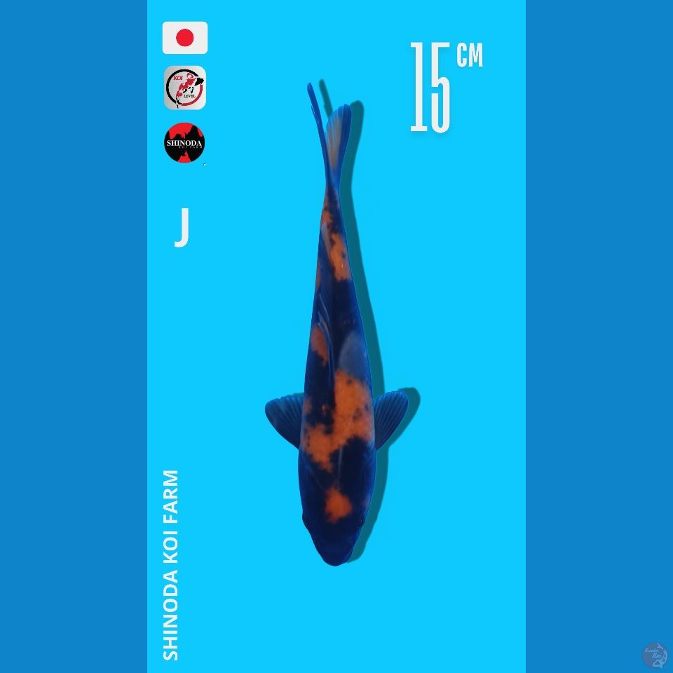 Utsuri Import Shinoda sertifikat 15cm