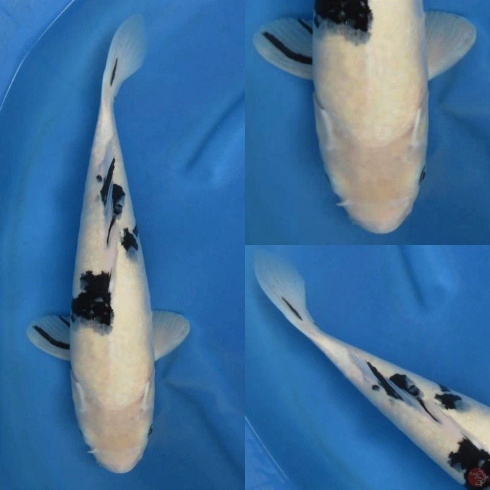Bekko Putih salju 45cm