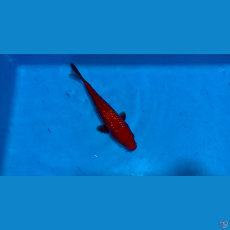 Akahajiro gingrin tidak bocor 20cm
