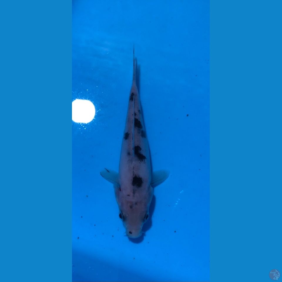 bekko doitsu tategoi 10cm