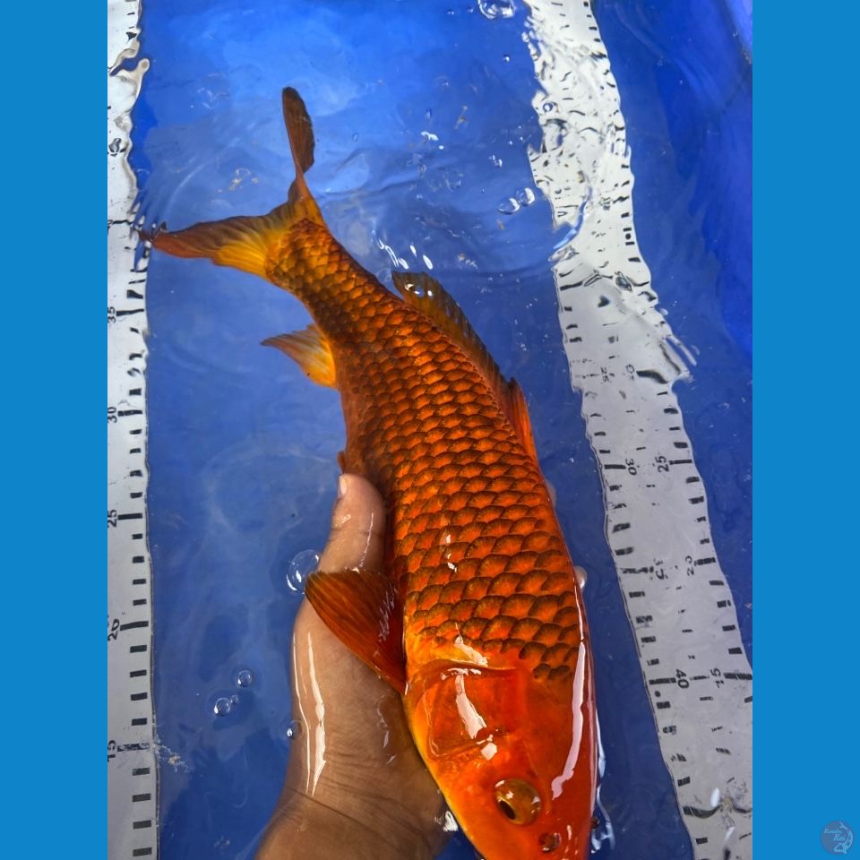 red chagoi salak