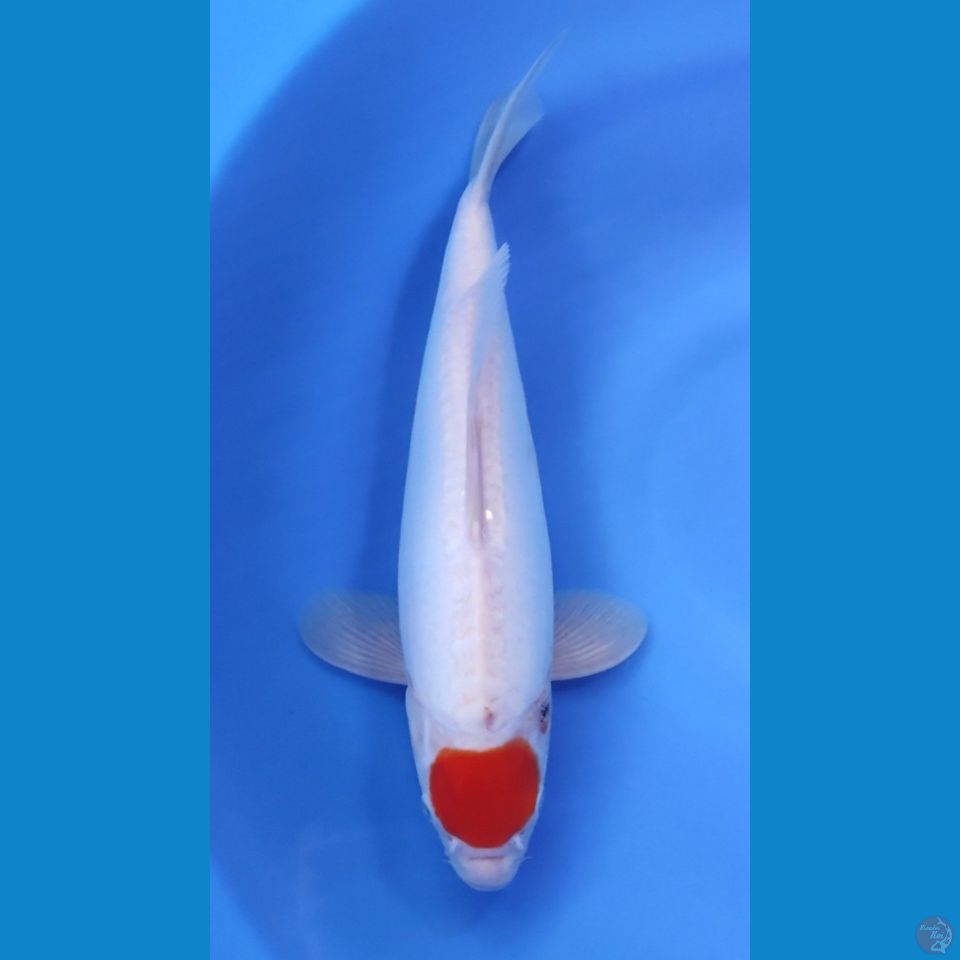 TANCHO BAKAT JUMBO 35CM - FEEMALE